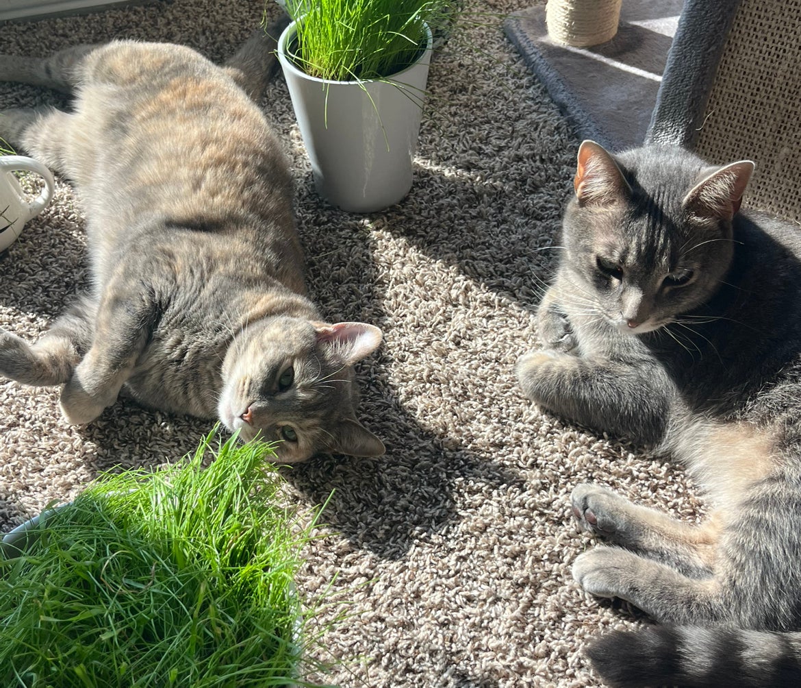 Avatar for @HipTrextoes37 on Greg, the plant care app