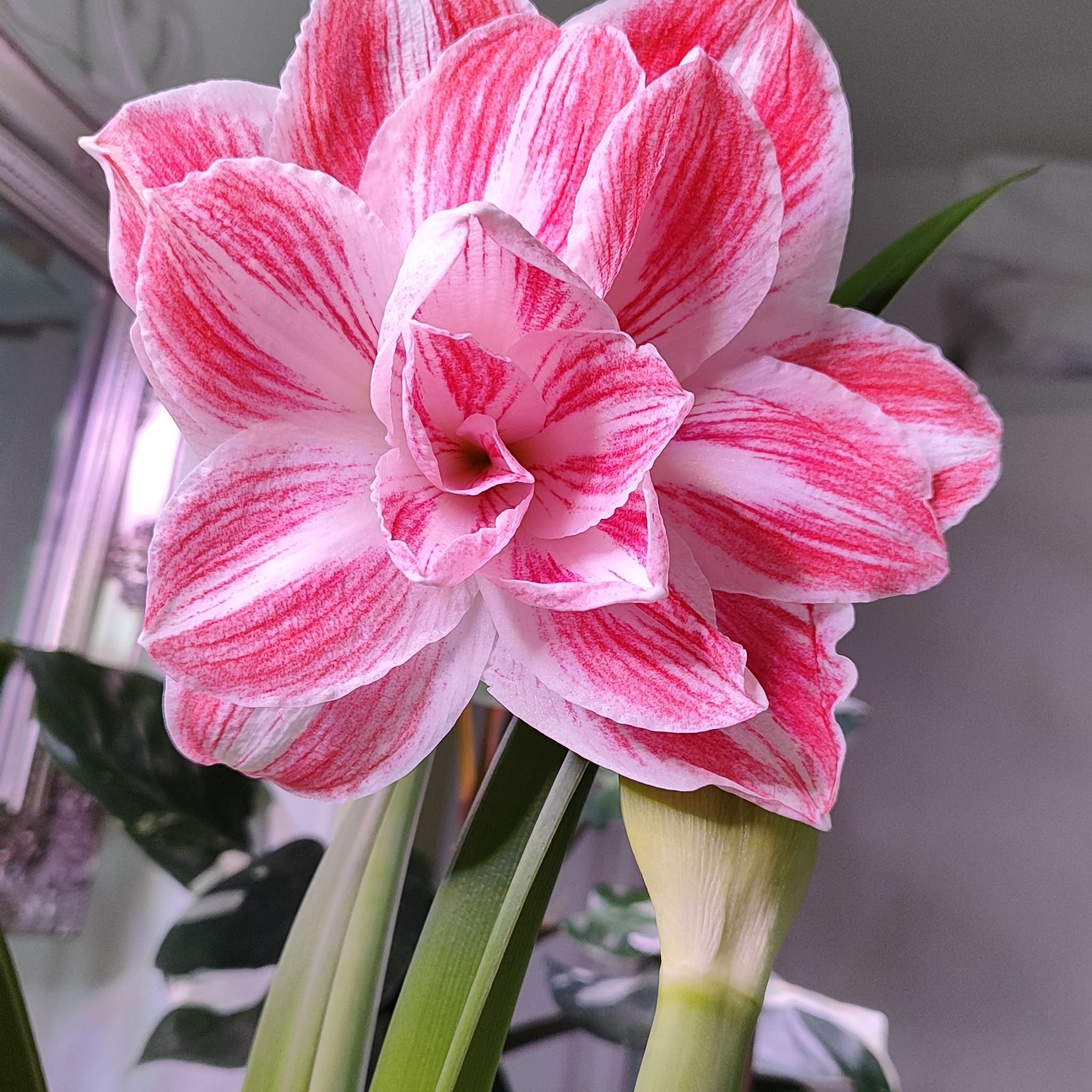 Avatar for @mimico80 on Greg, the plant care app