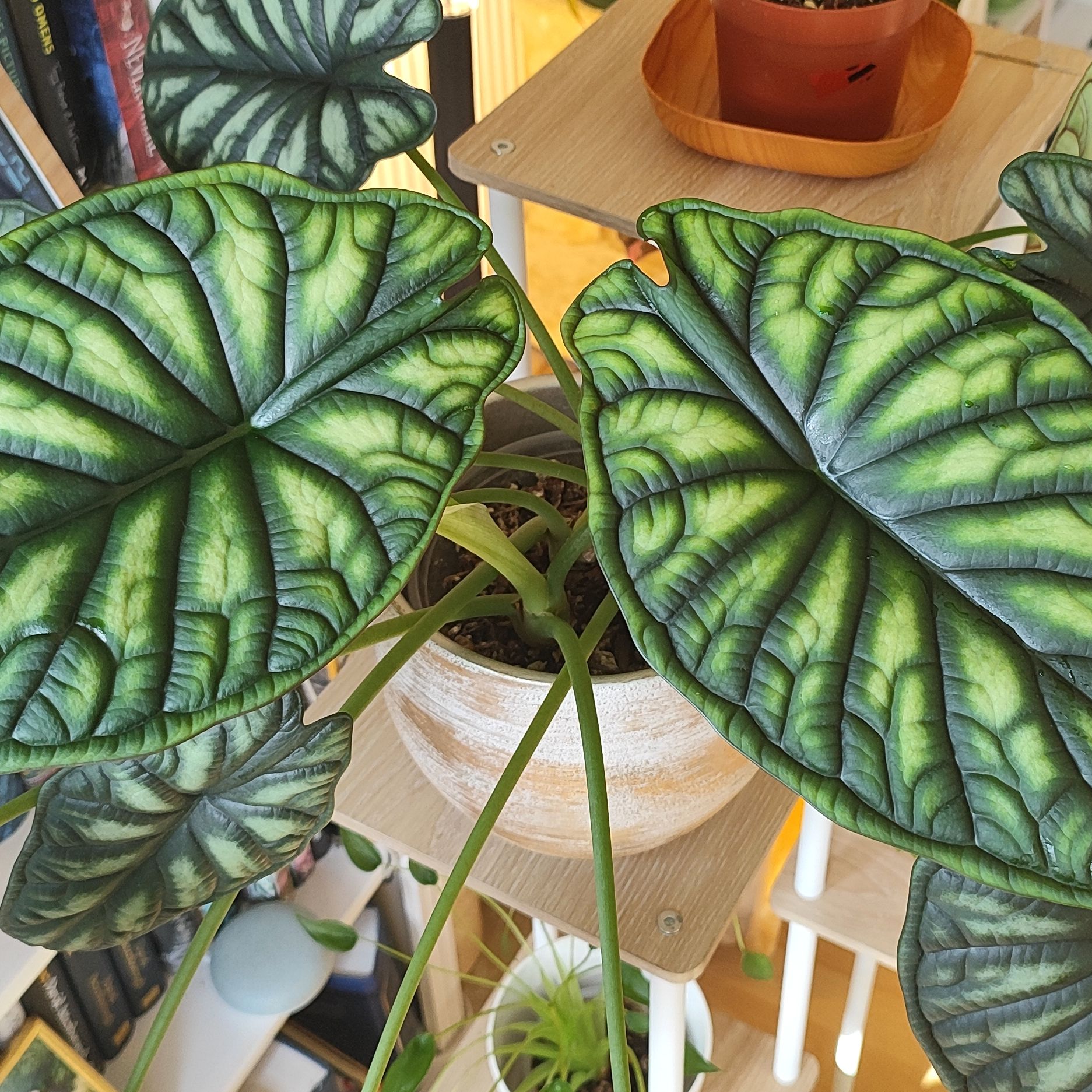 Avatar for @mimico80 on Greg, the plant care app