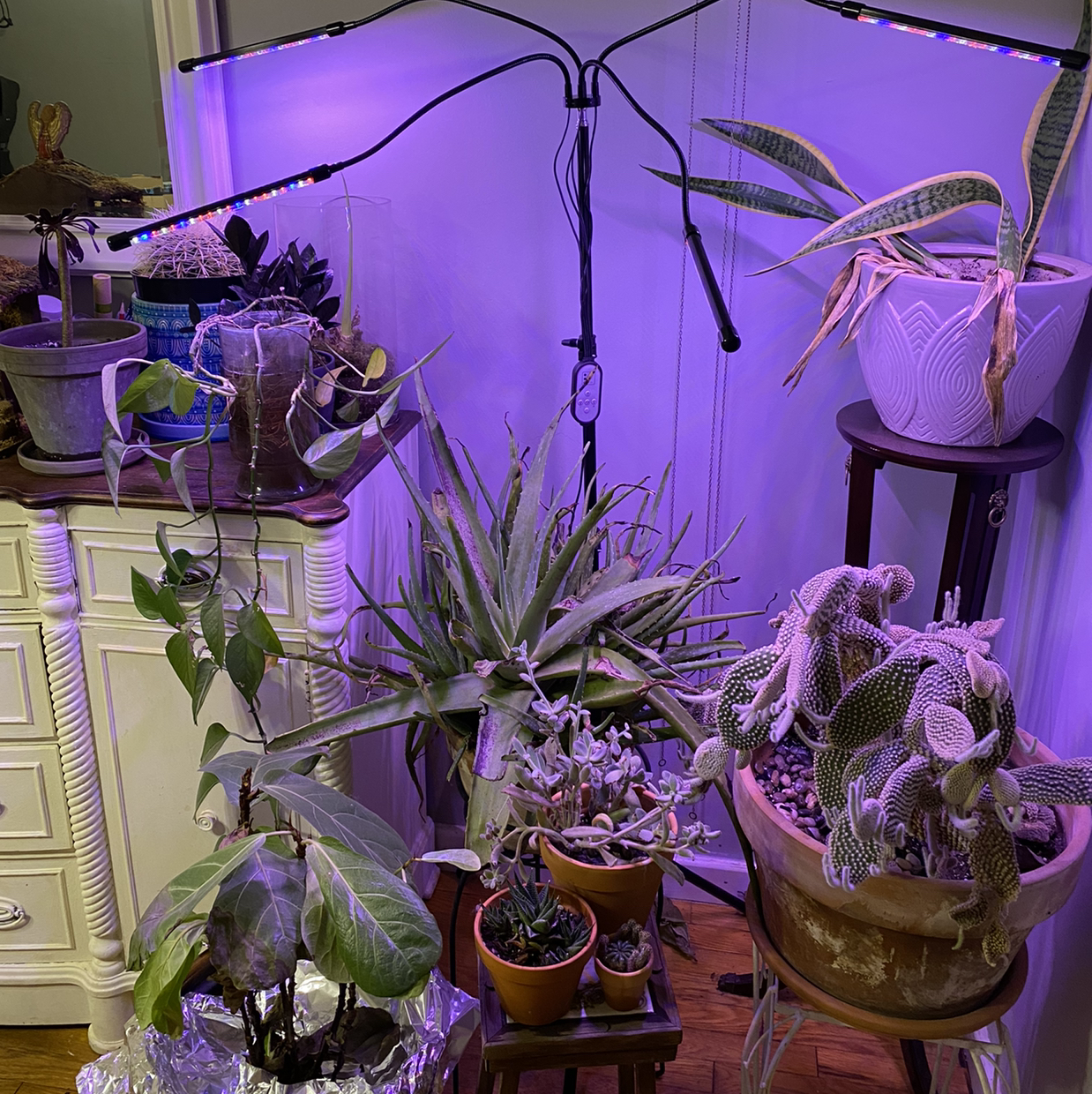 Avatar for Kayla on Greg, the plant care app