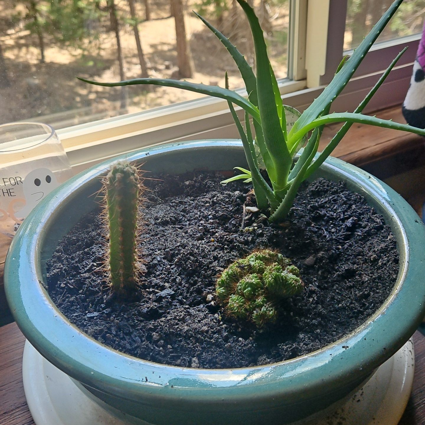 Avatar for @AwakeRainbow86 on Greg, the plant care app