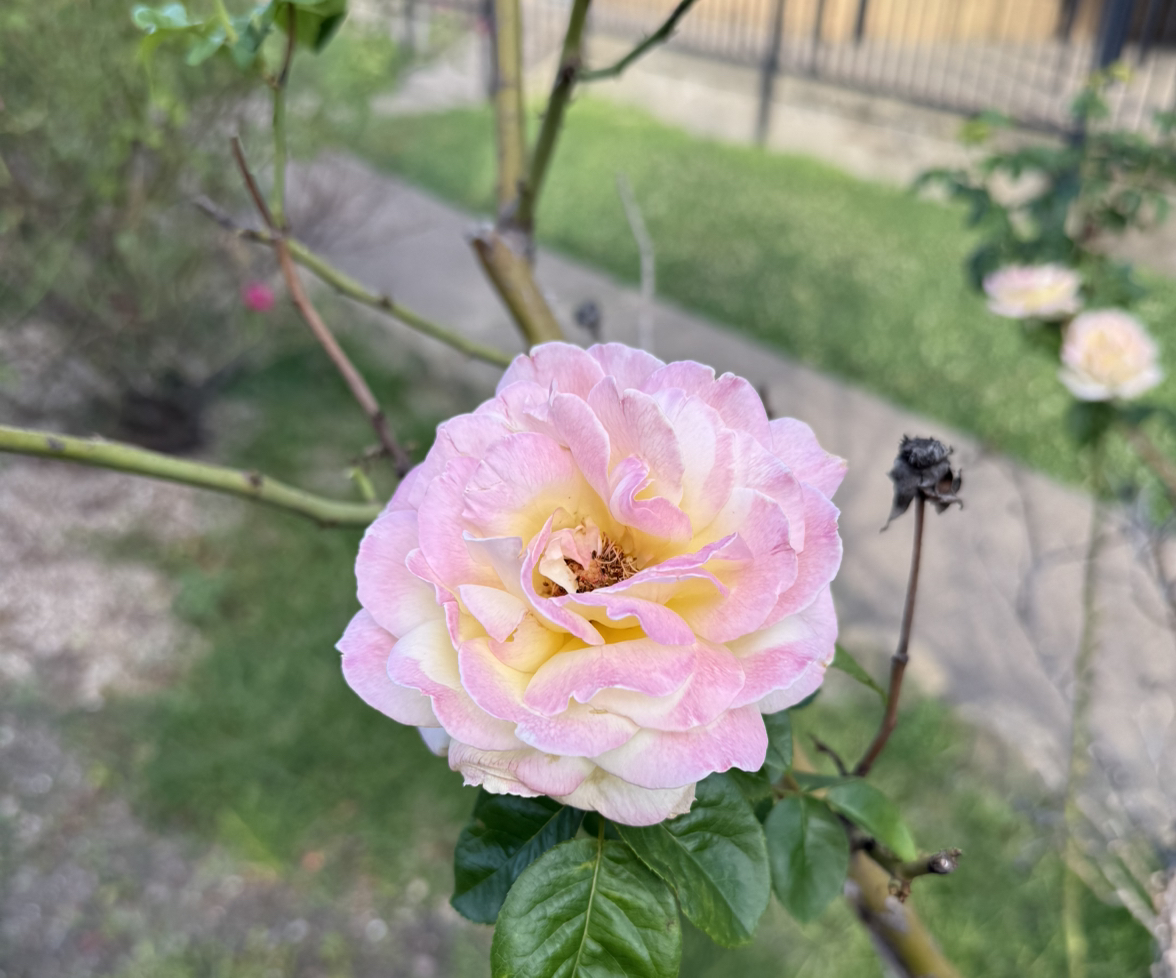 @Just_His_Son44 avatar