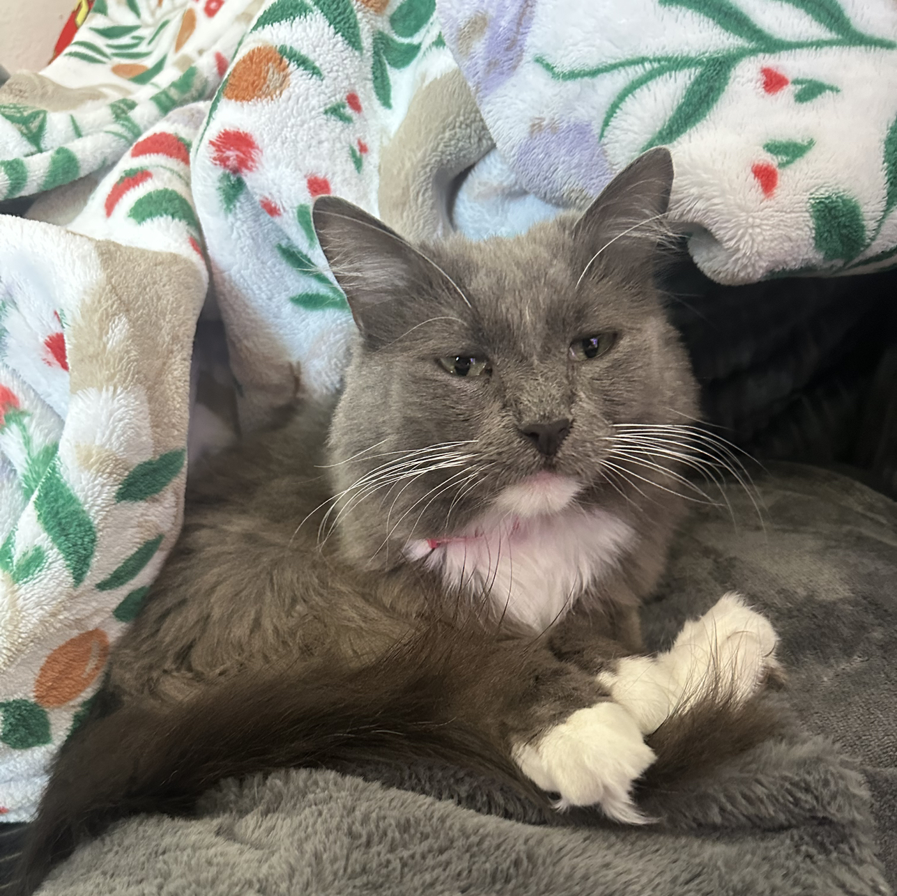 Avatar for @Shadowkitten554 on Greg, the plant care app