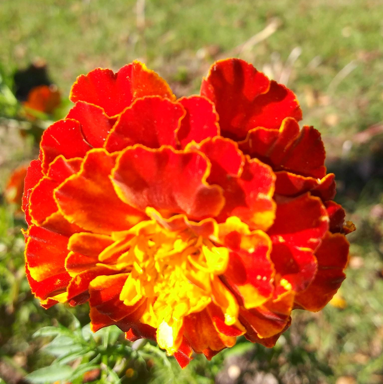 Avatar for @Tthurston on Greg, the plant care app