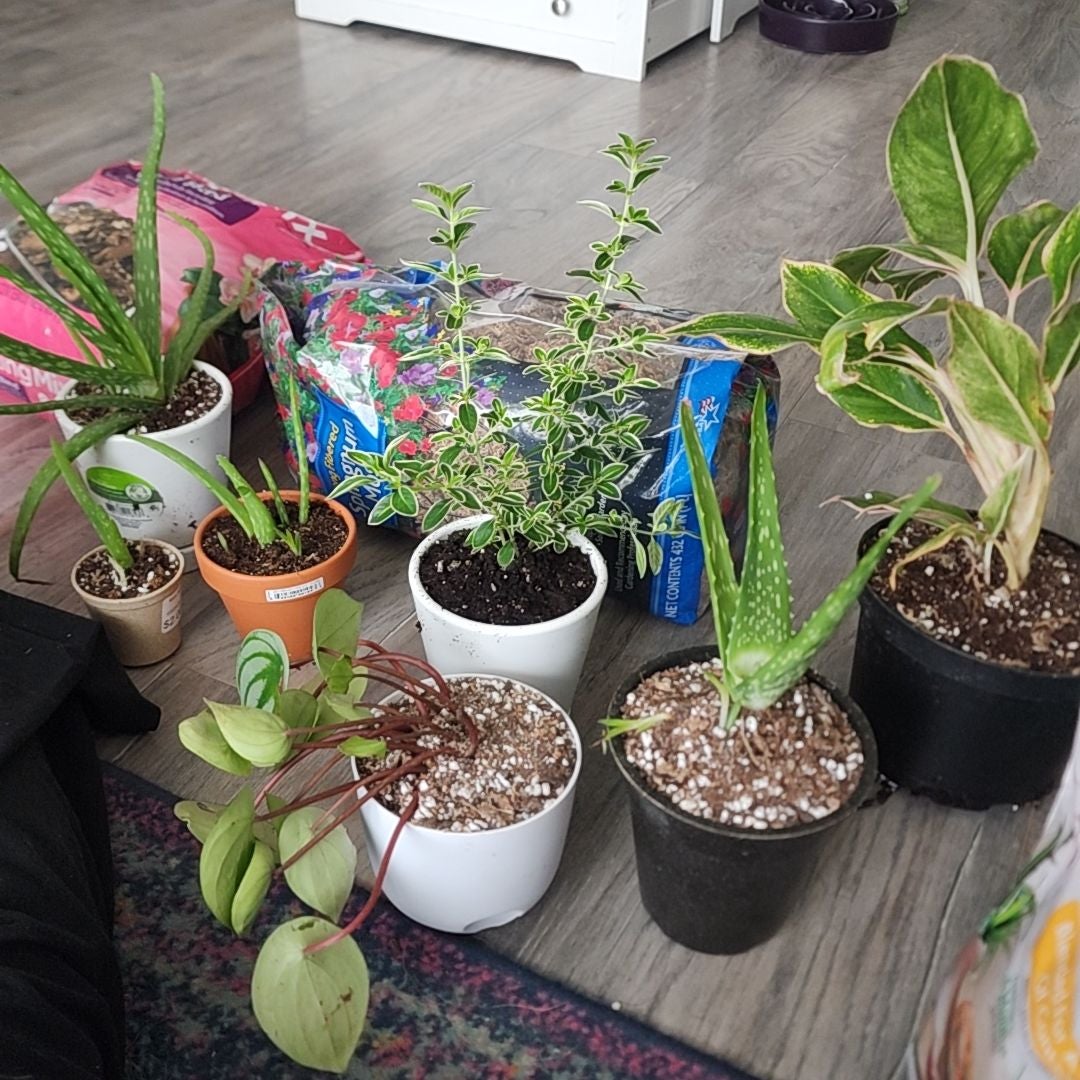 @addicted2growth avatar