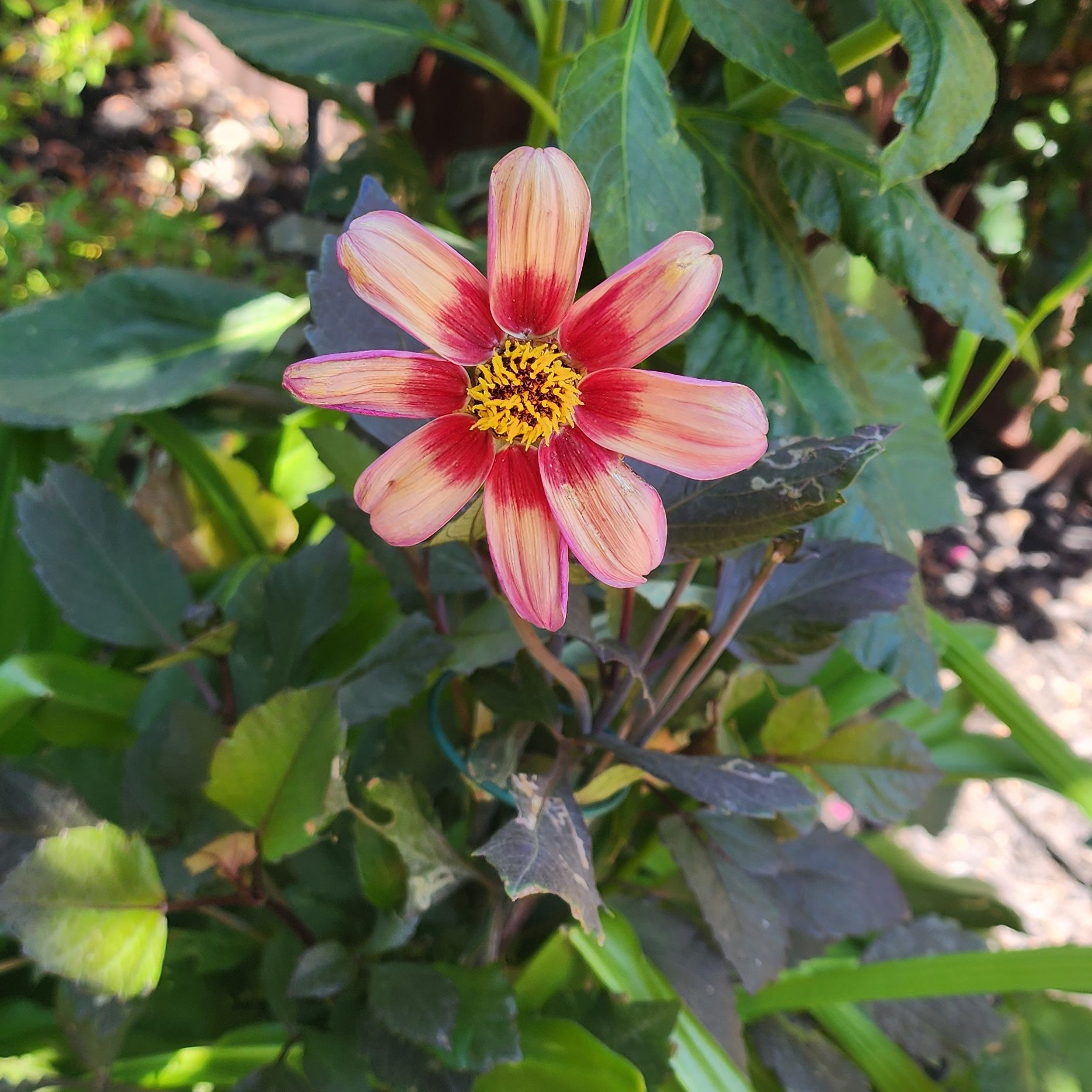 Avatar for @Melosgarden on Greg, the plant care app