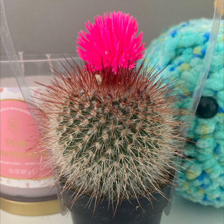 @I_luv_my_CaCTuS avatar