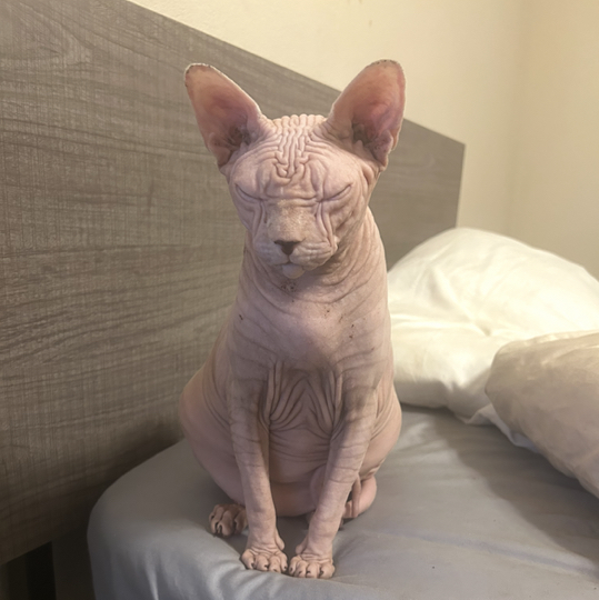 Avatar for @JoyfulCowpea88 on Greg, the plant care app