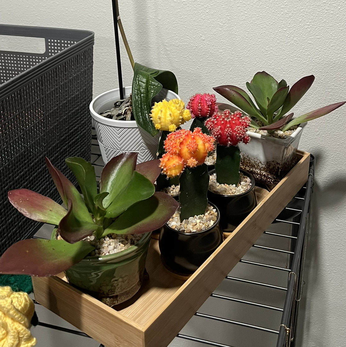 Avatar for @YesDateplum25 on Greg, the plant care app