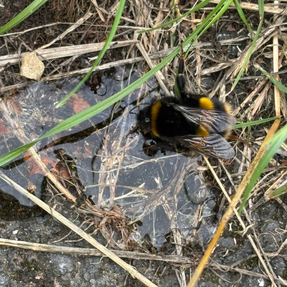 @BraveNettediris avatar