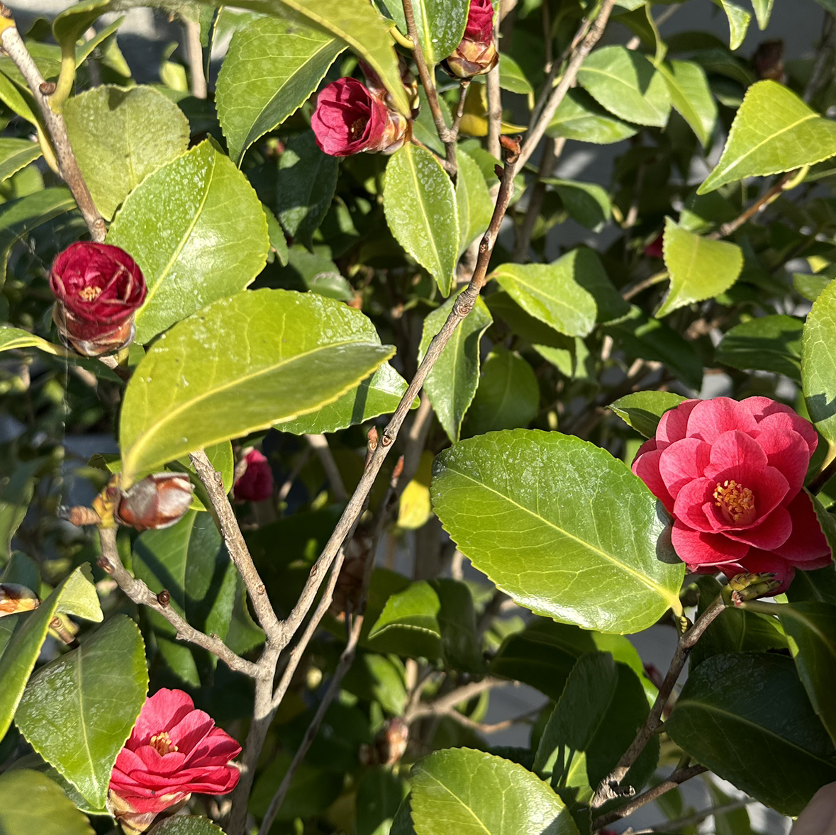 Avatar for @MarianaLozano on Greg, the plant care app