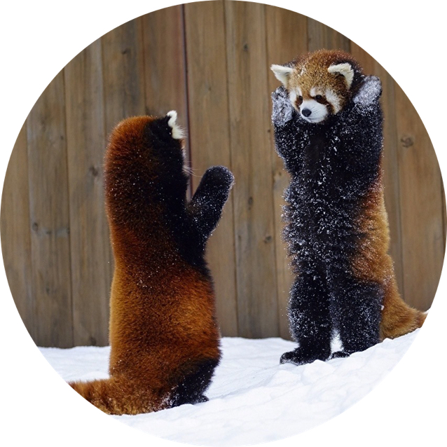 @Scarlett-Panduh avatar