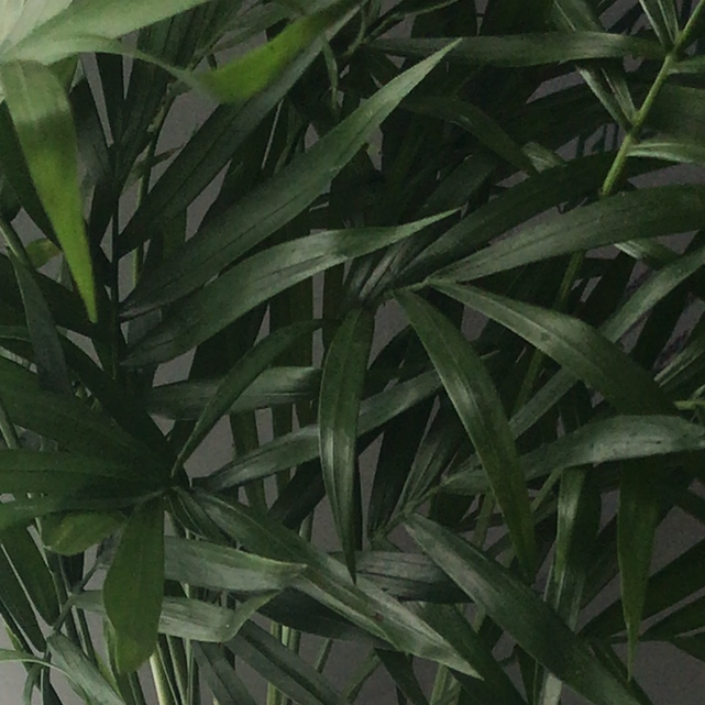 @Plantygal avatar