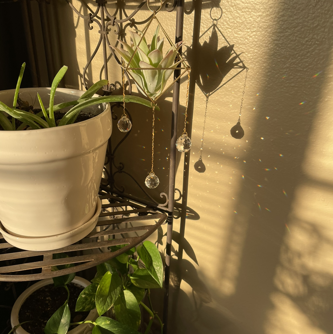 Avatar for @ToniAdel on Greg, the plant care app