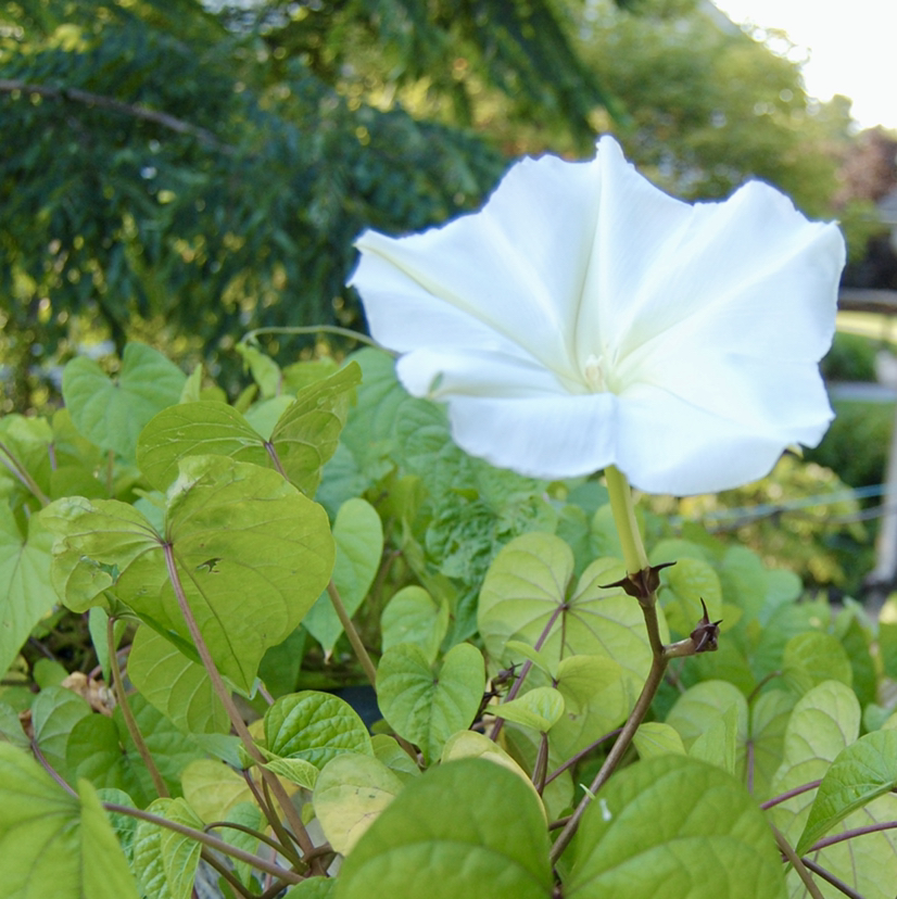 Avatar for Debra on Greg, the plant care app