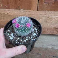 @luvmygreenhouse