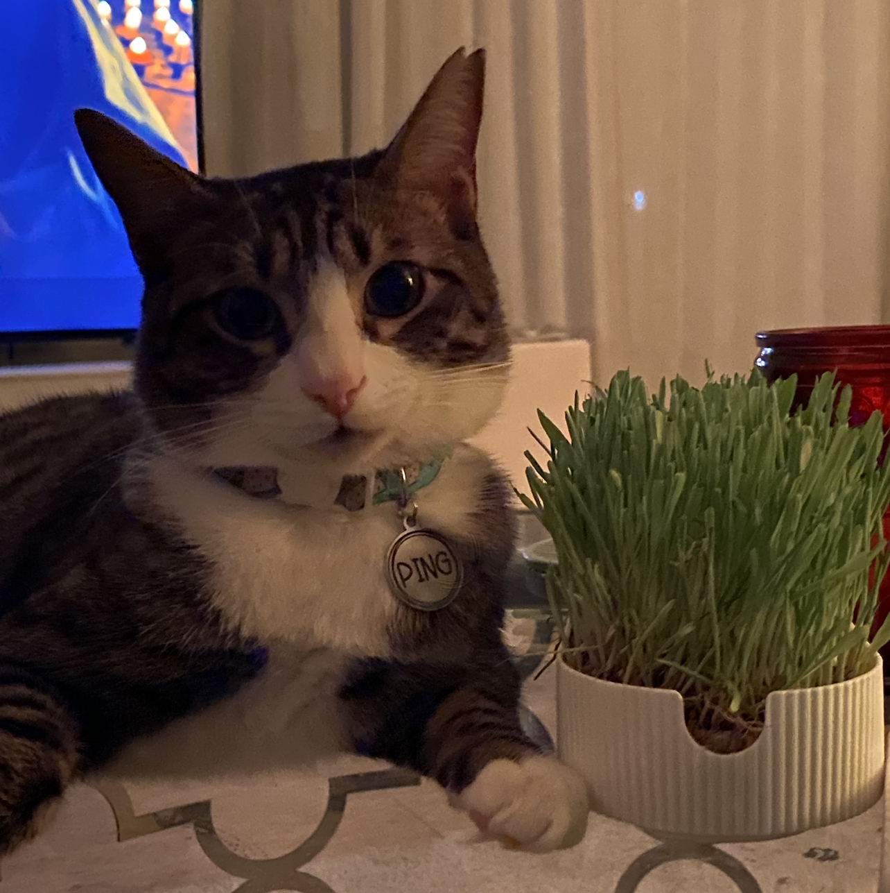 Avatar for @WarmGermanivy on Greg, the plant care app