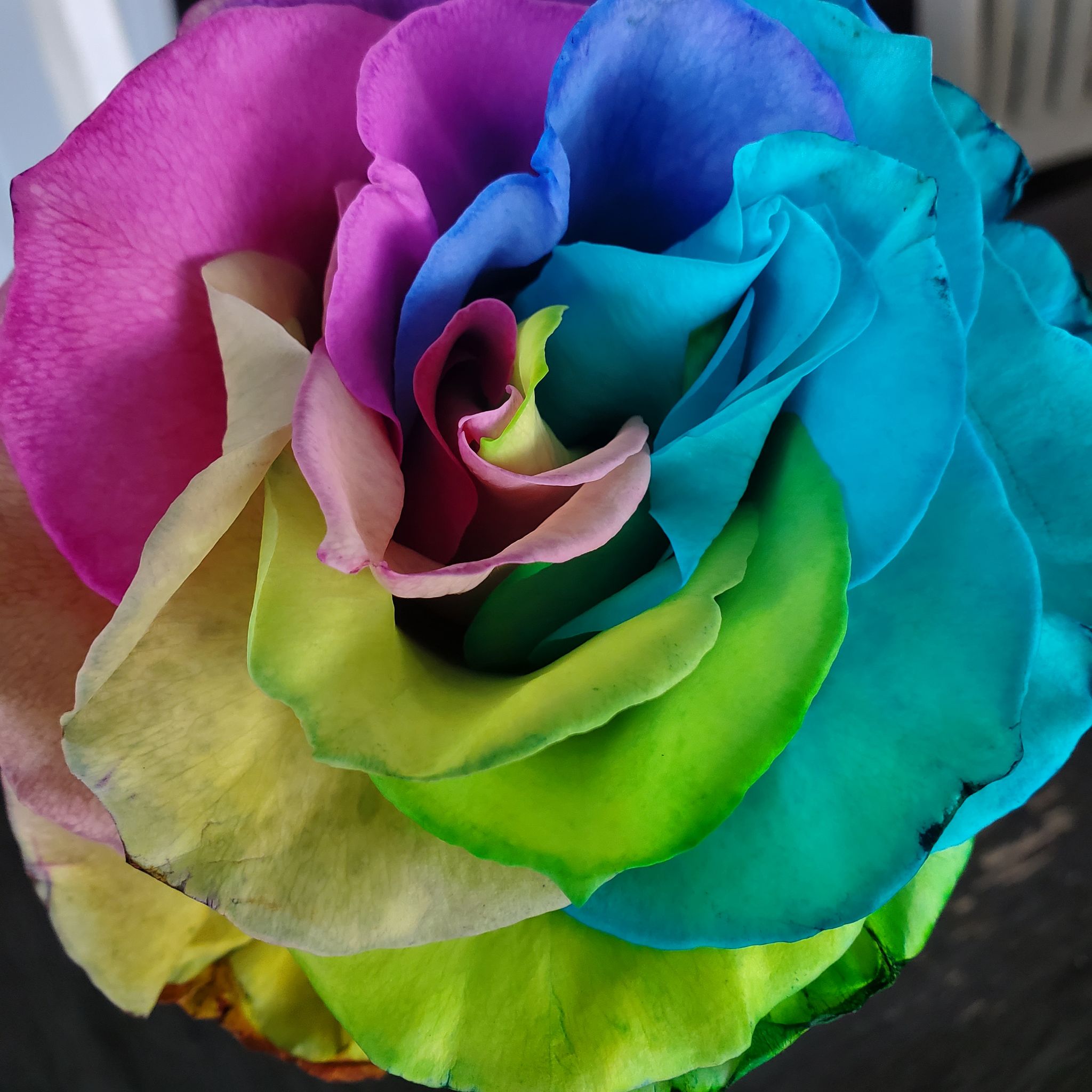 Avatar for @FineTule57 on Greg, the plant care app