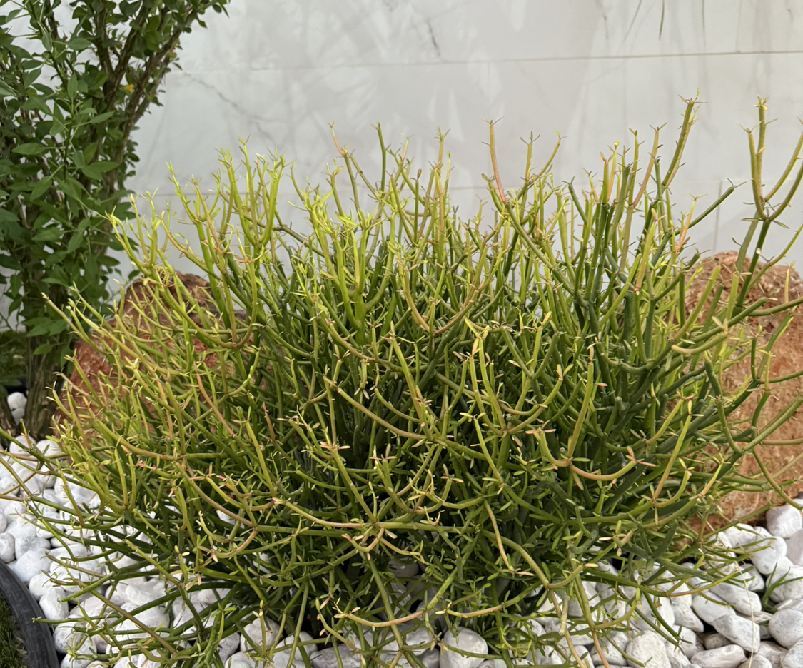 @AlertCapealoe41