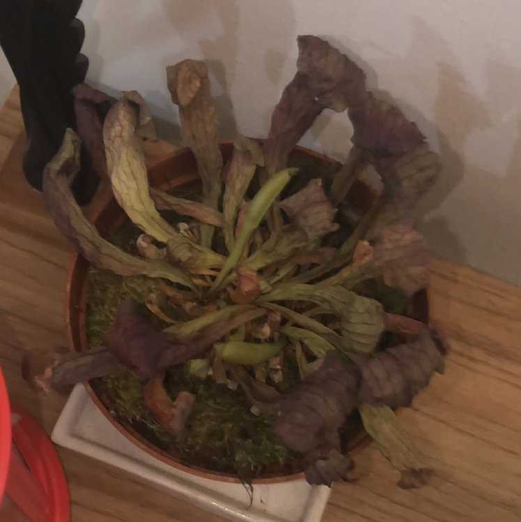 Avatar for Rebecca on Greg, the plant care app