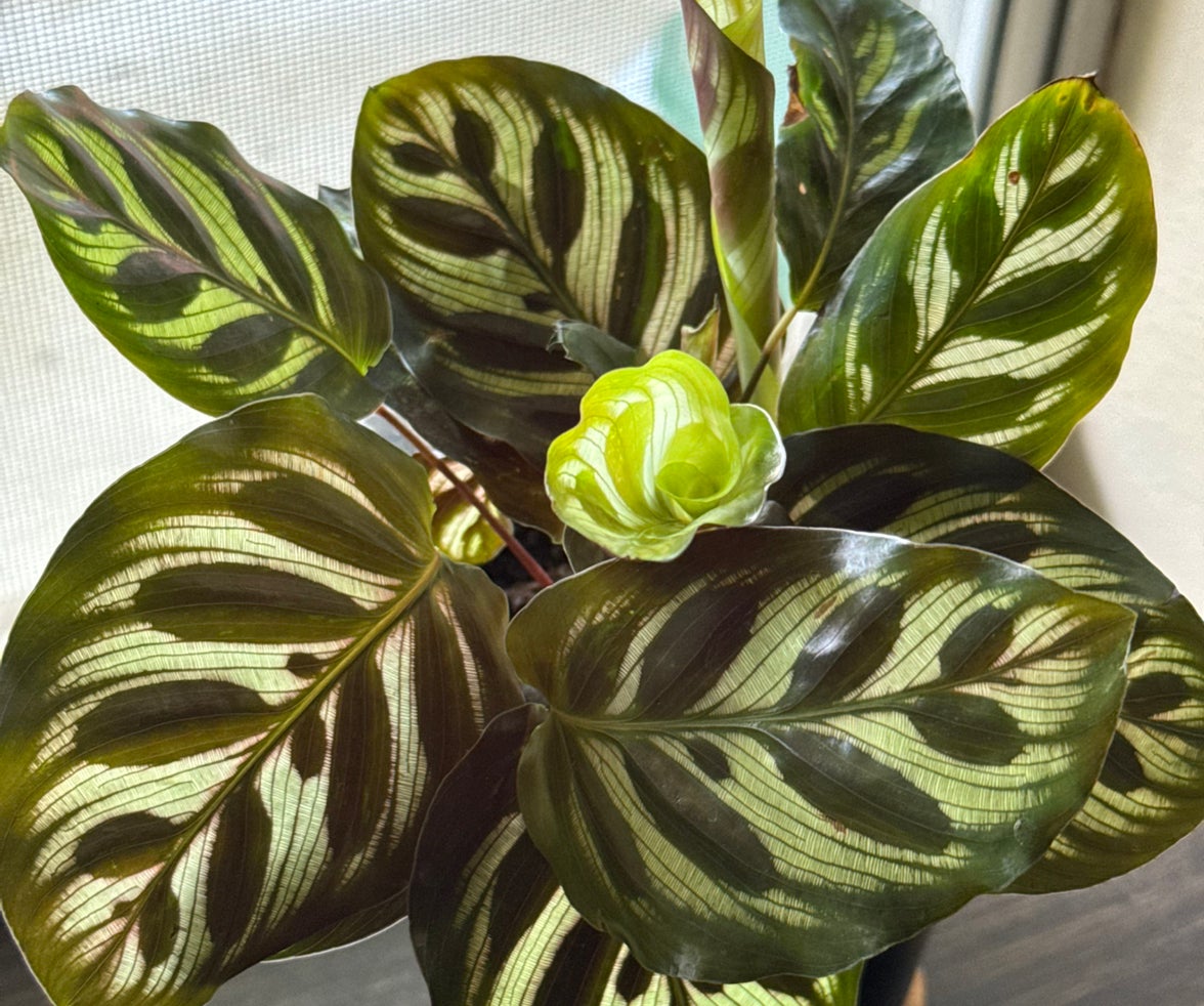 Avatar for @FabEchinaria51 on Greg, the plant care app