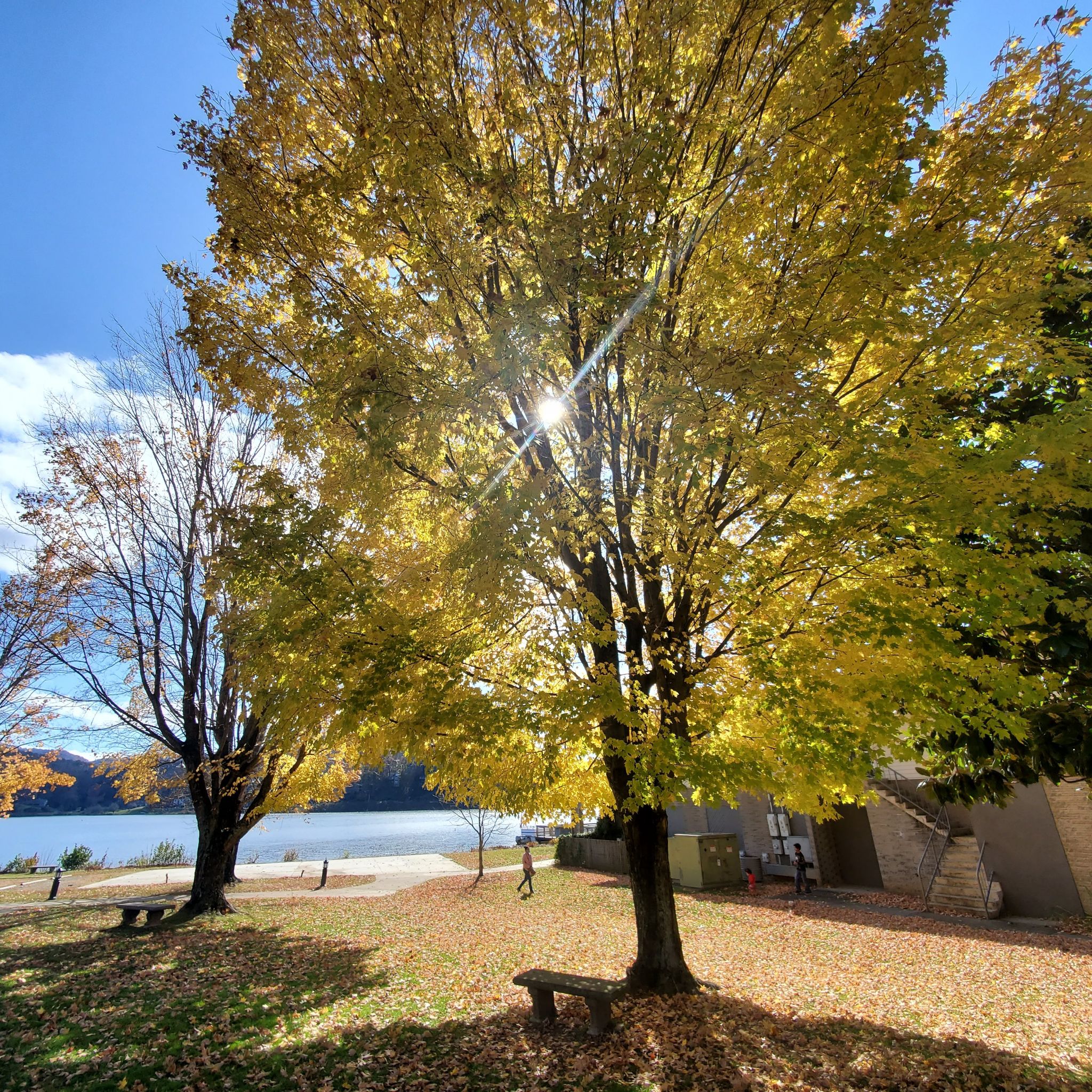 Avatar for @ThePlantDeity on Greg, the plant care app