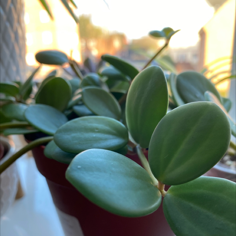 Avatar for @Em-CH on Greg, the plant care app