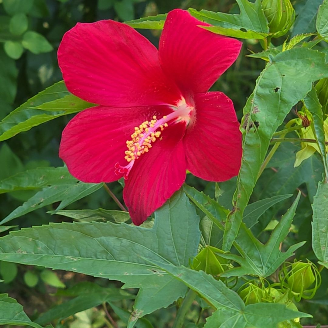 Avatar for @YevePalqui29 on Greg, the plant care app