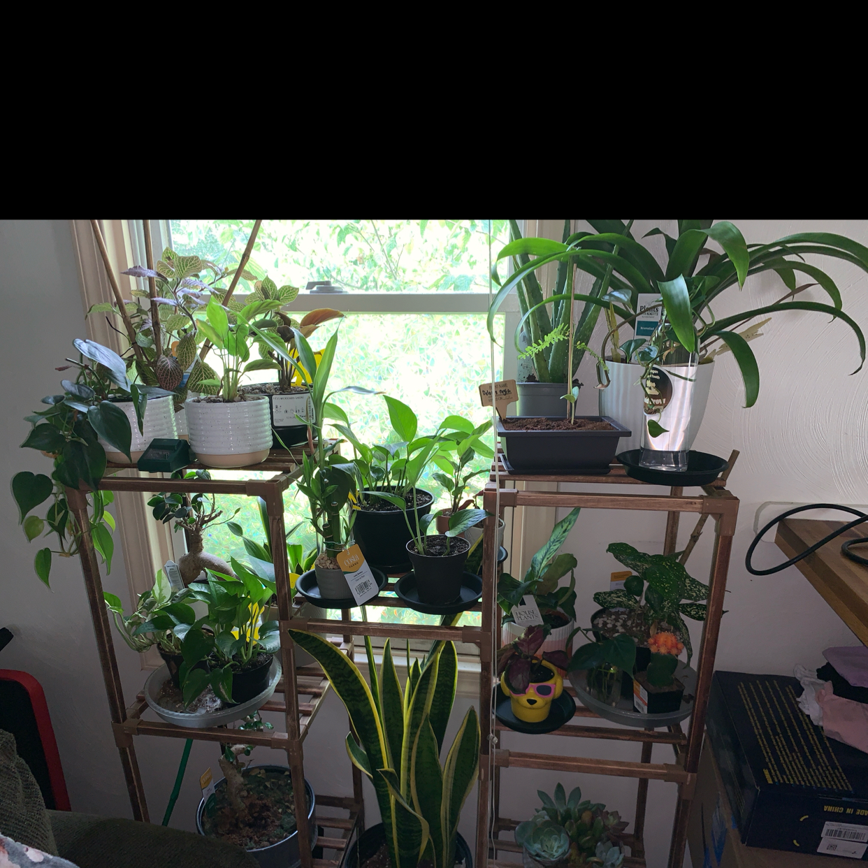 Avatar for @NewGalega12 on Greg, the plant care app
