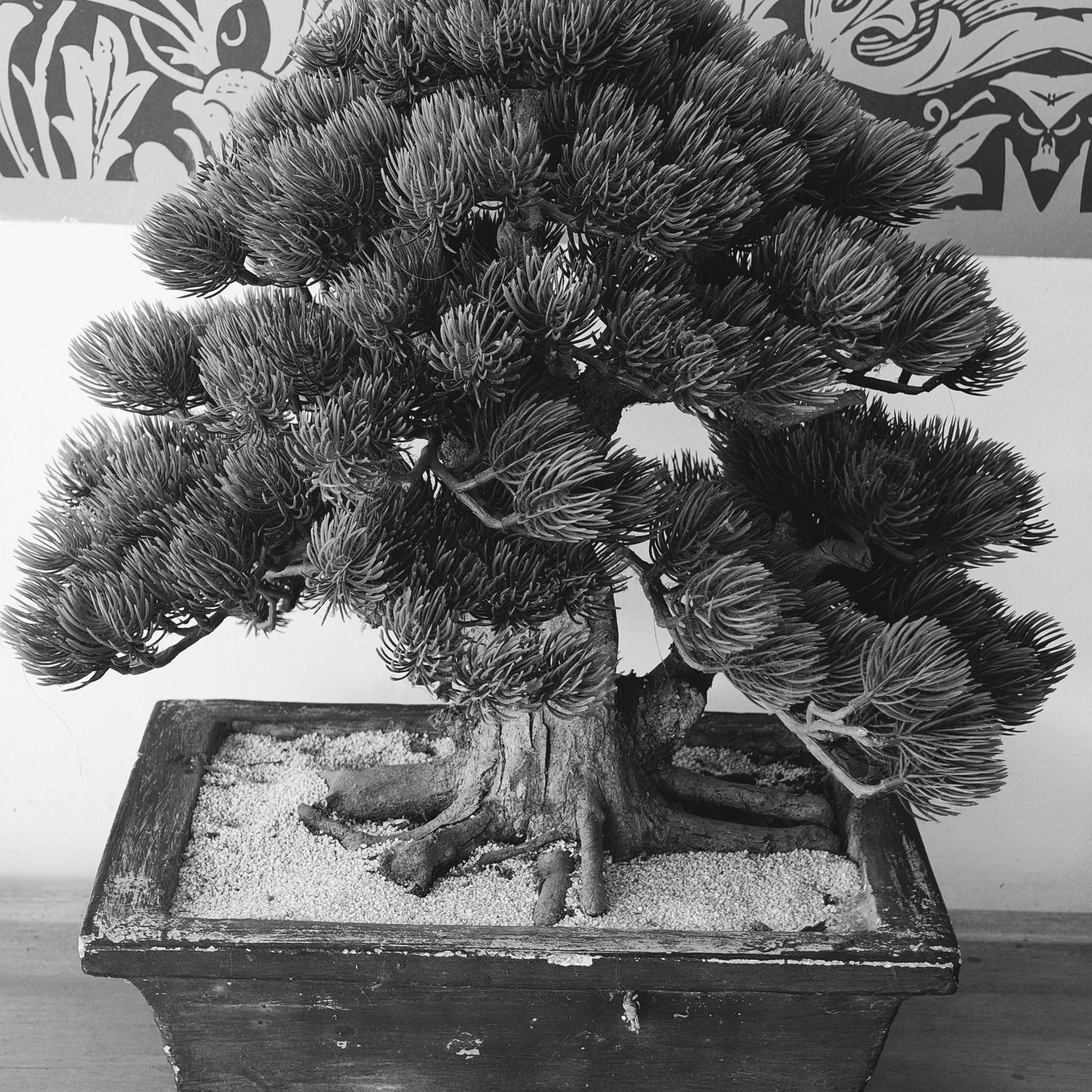 @plantdadpaul avatar