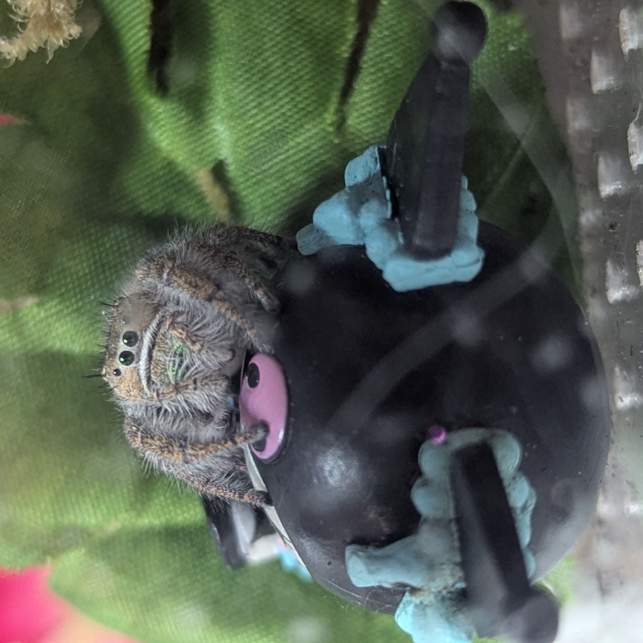 Avatar for @HeeyyJess on Greg, the plant care app