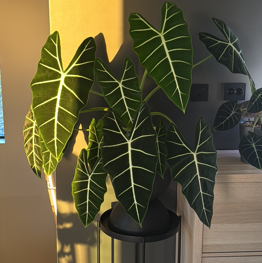 Avatar for @Plant-Princess on Greg, the plant care app