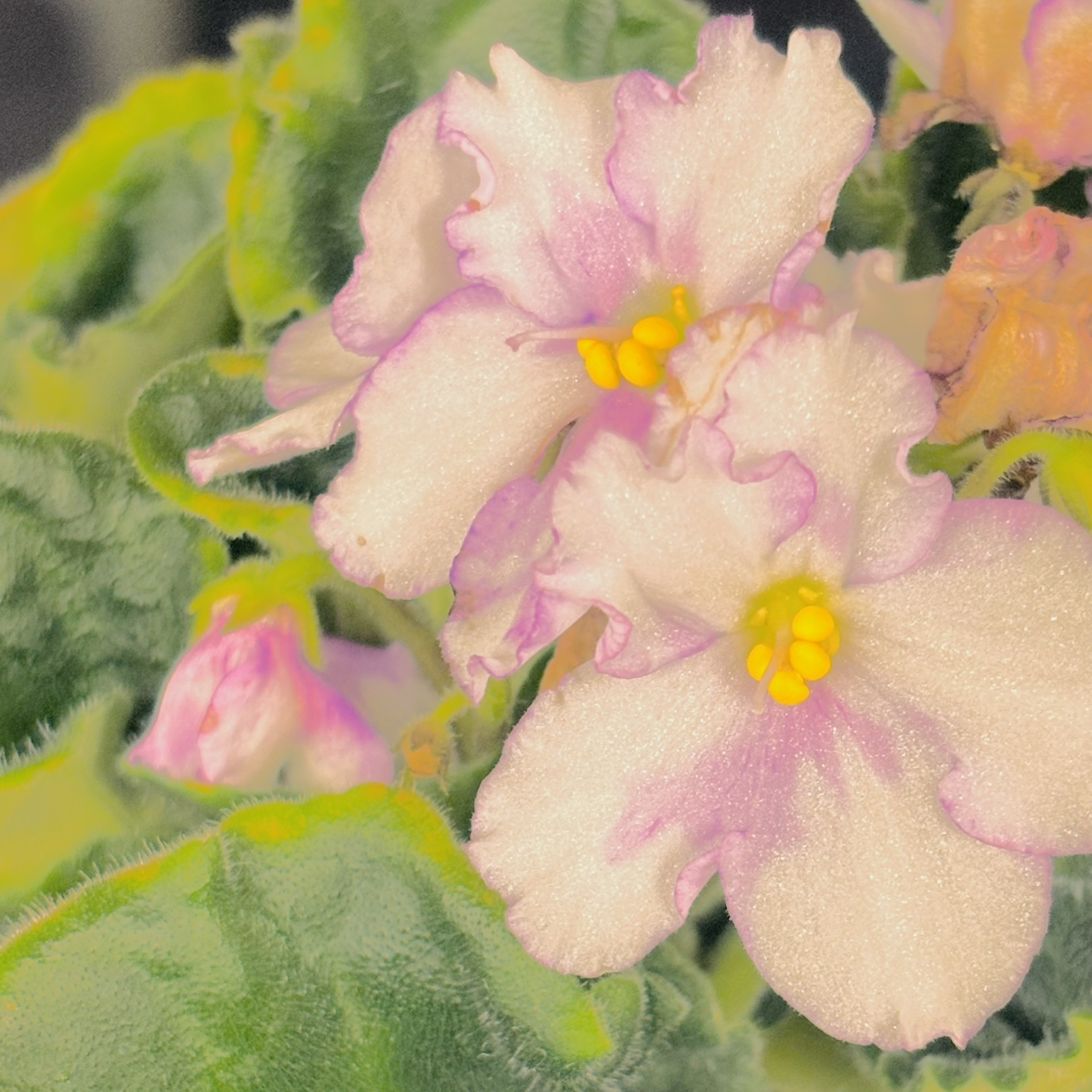 Avatar for @HFplantoasis on Greg, the plant care app