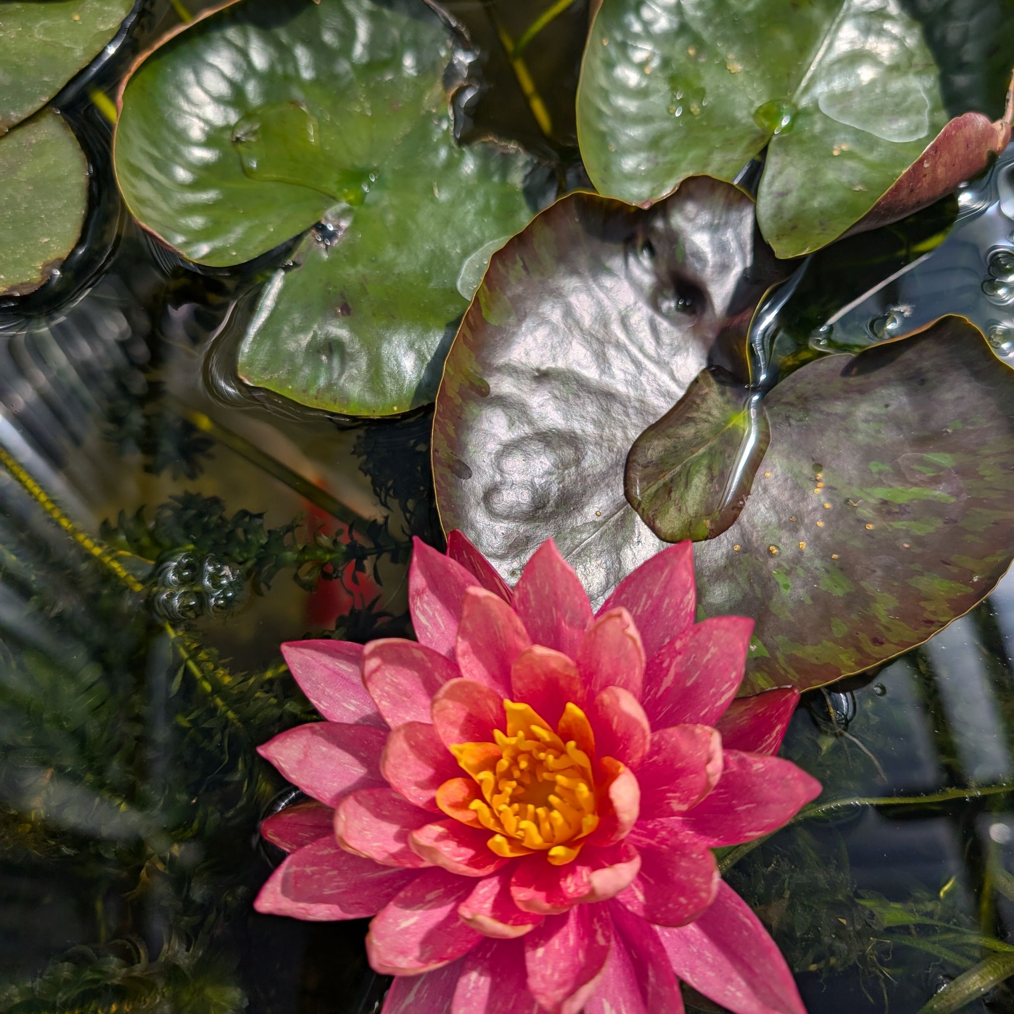 @honeybeegarden avatar