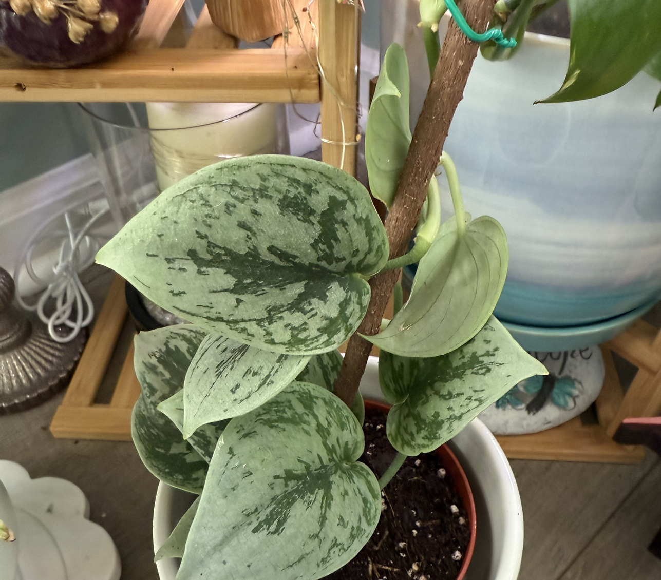 Avatar for @SpecialRedash70 on Greg, the plant care app