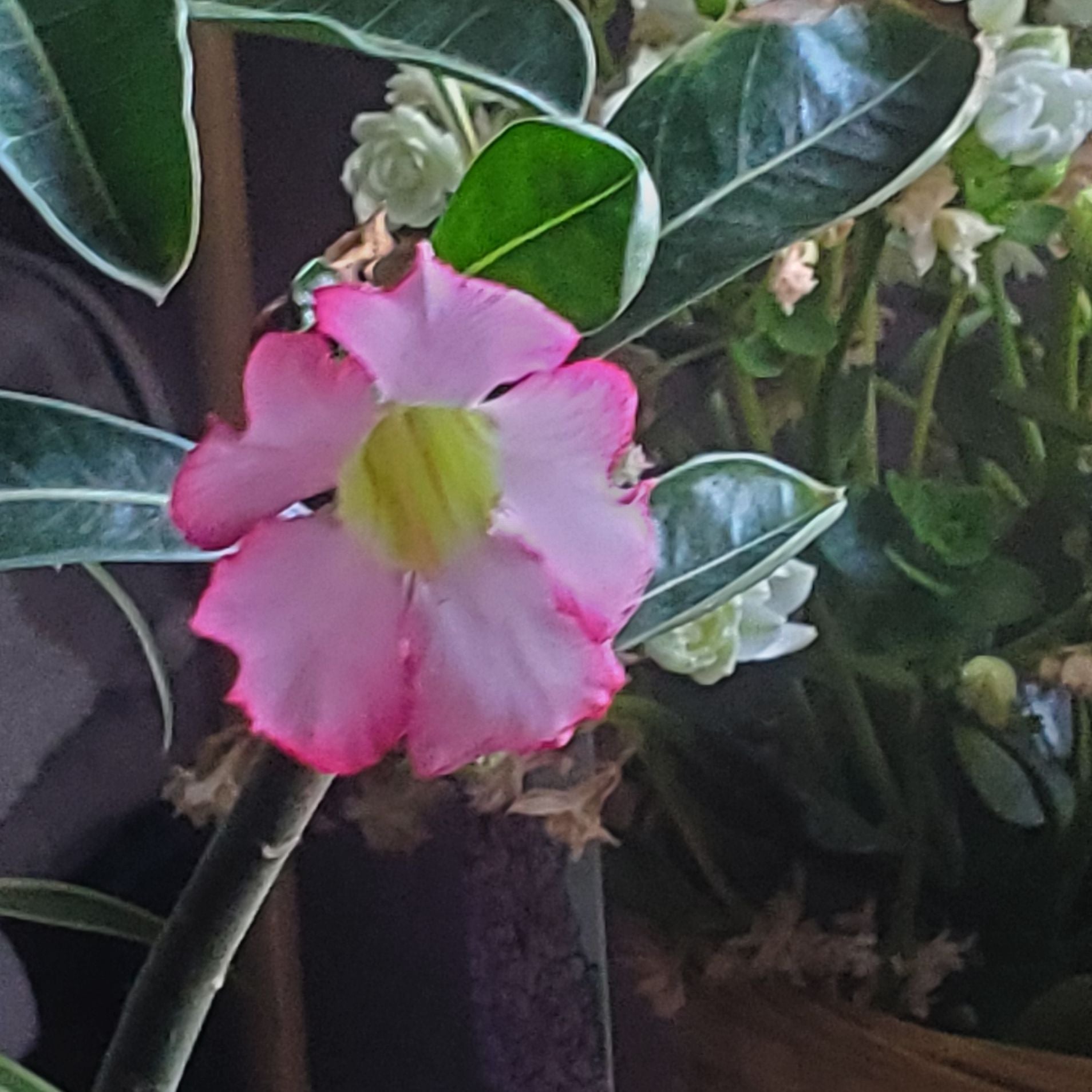 Avatar for @Cyndii on Greg, the plant care app