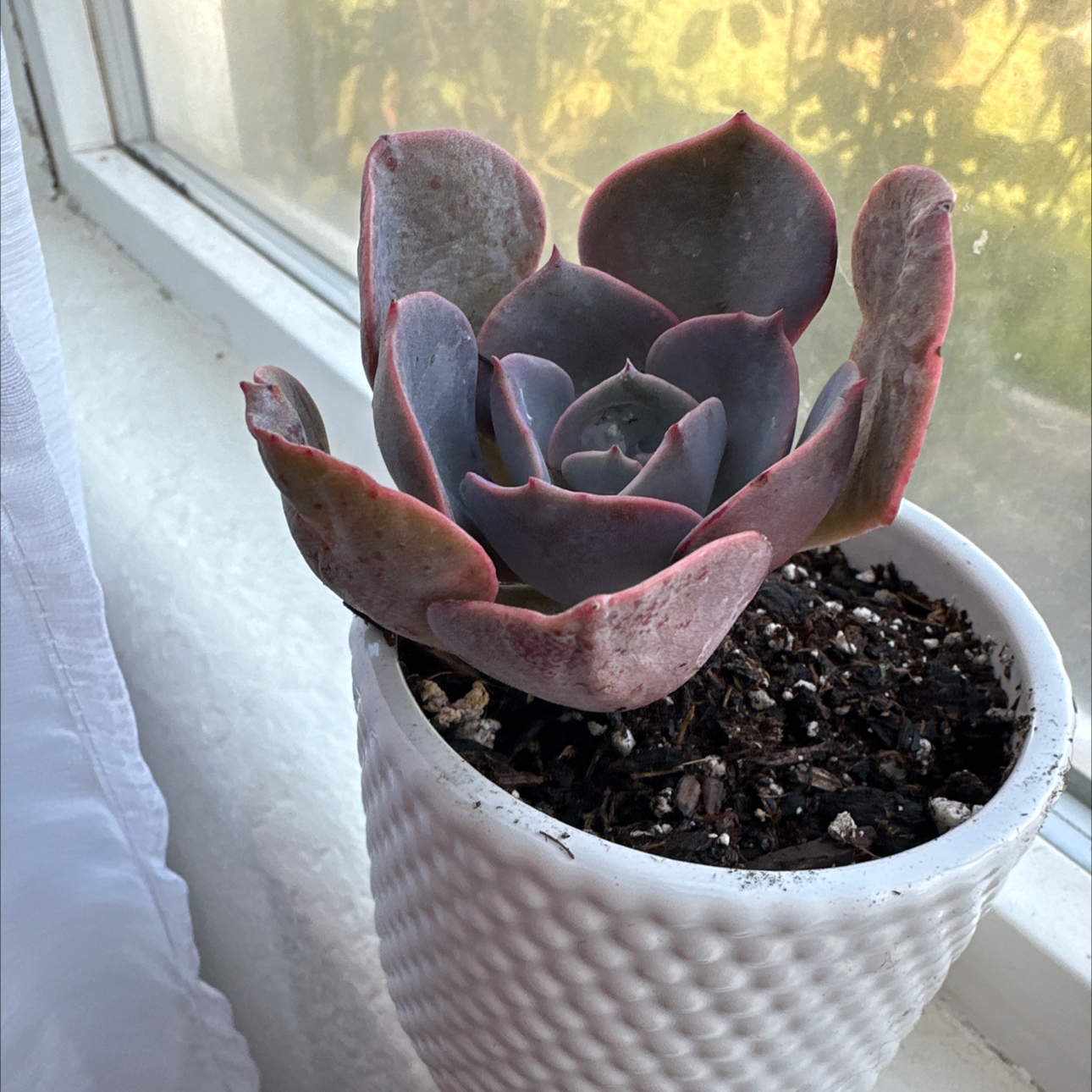 @Mactheplanter