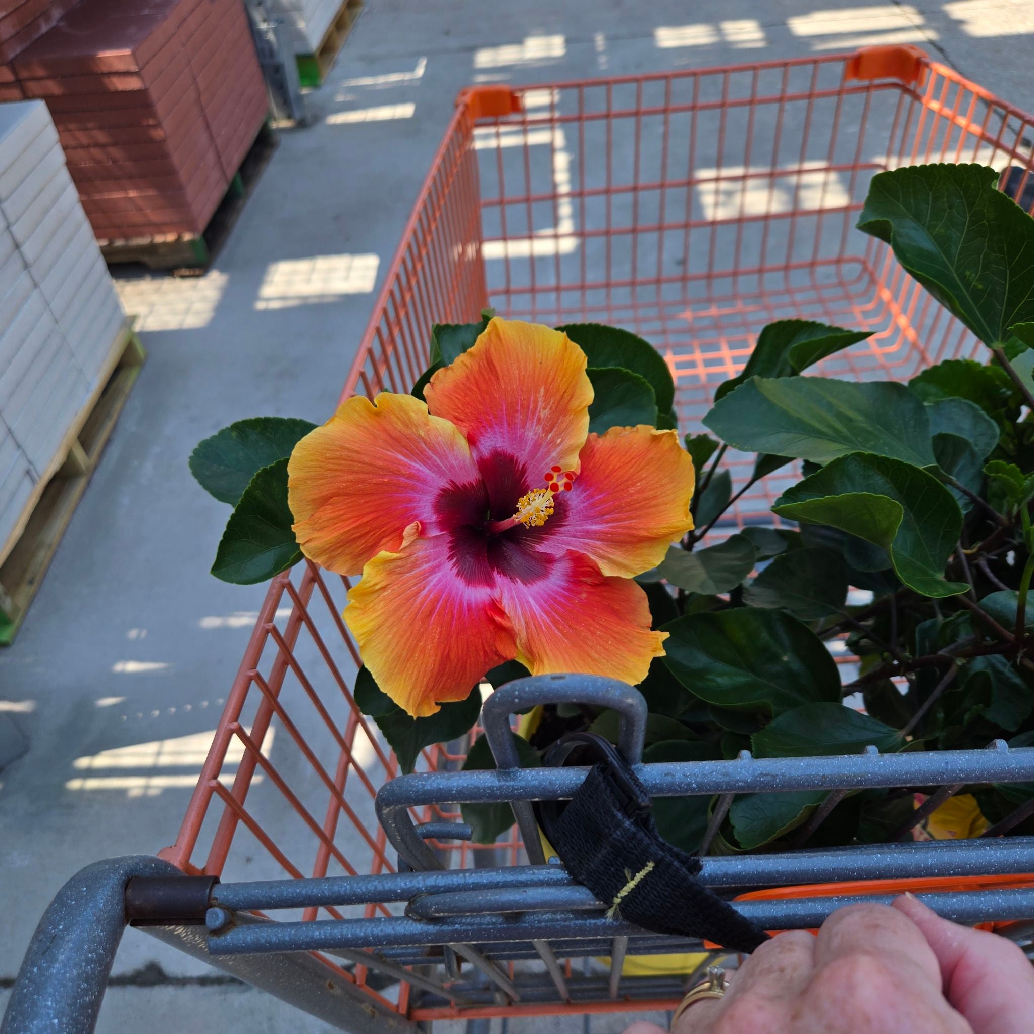 @HaptikFeedback avatar