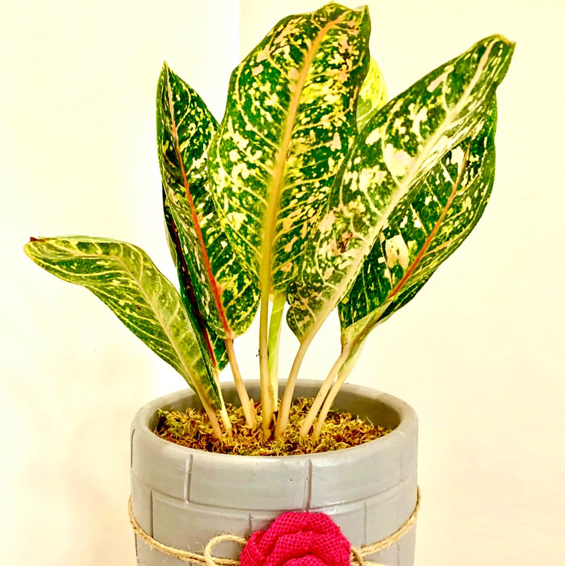 Avatar for @Montriska911 on Greg, the plant care app