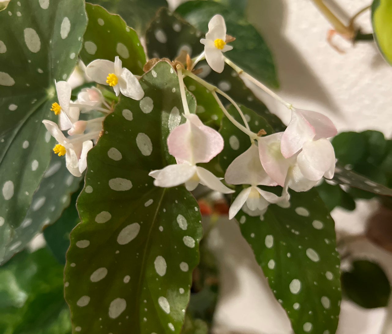 @KaylaRPlants avatar