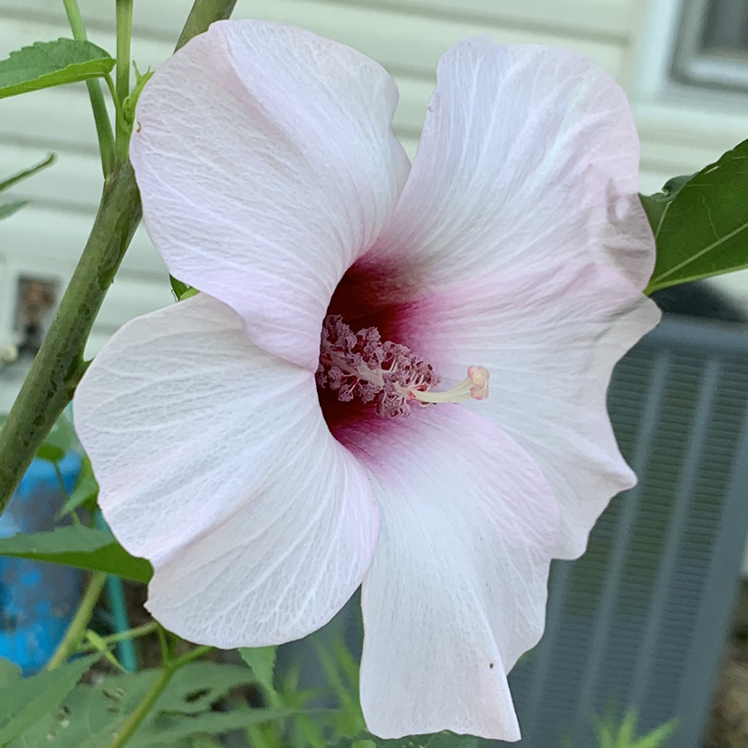 Avatar for @BooTContusion on Greg, the plant care app