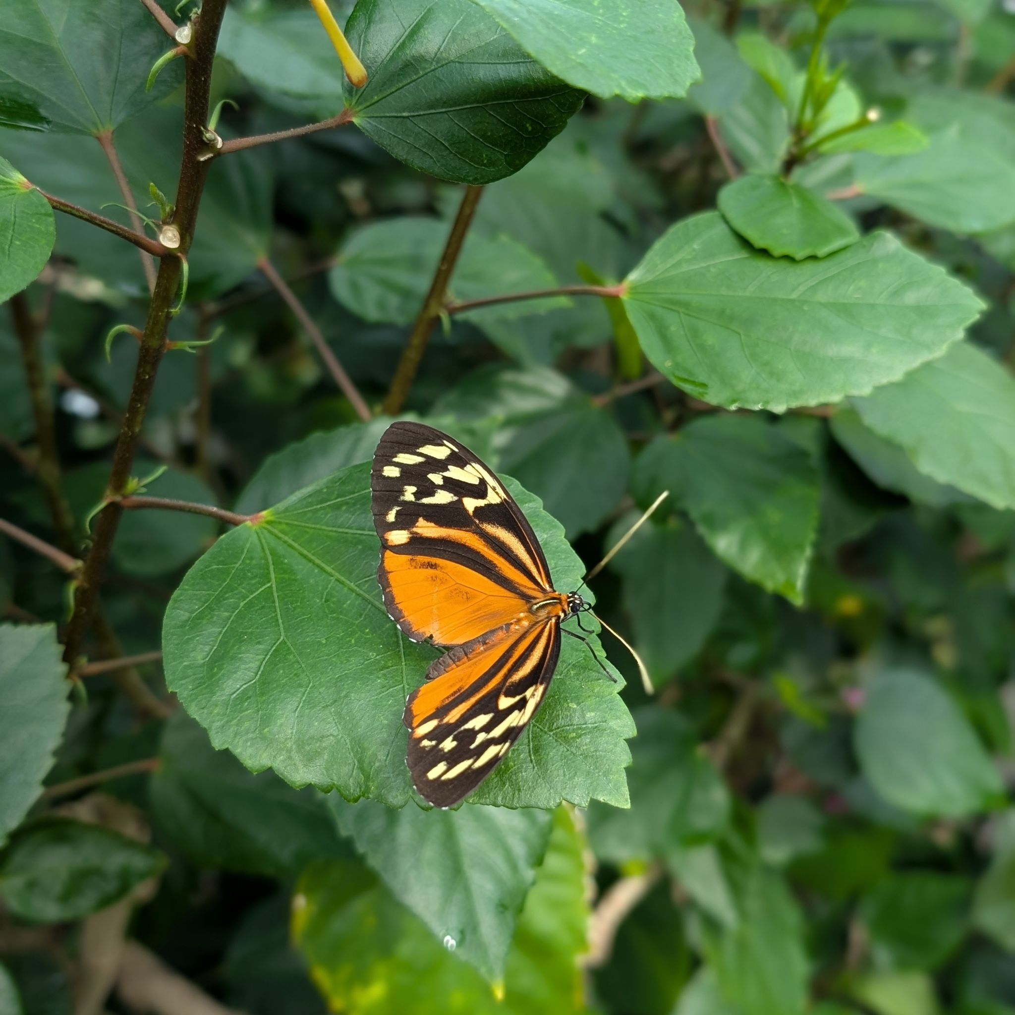 Avatar for @notreallyamazon on Greg, the plant care app