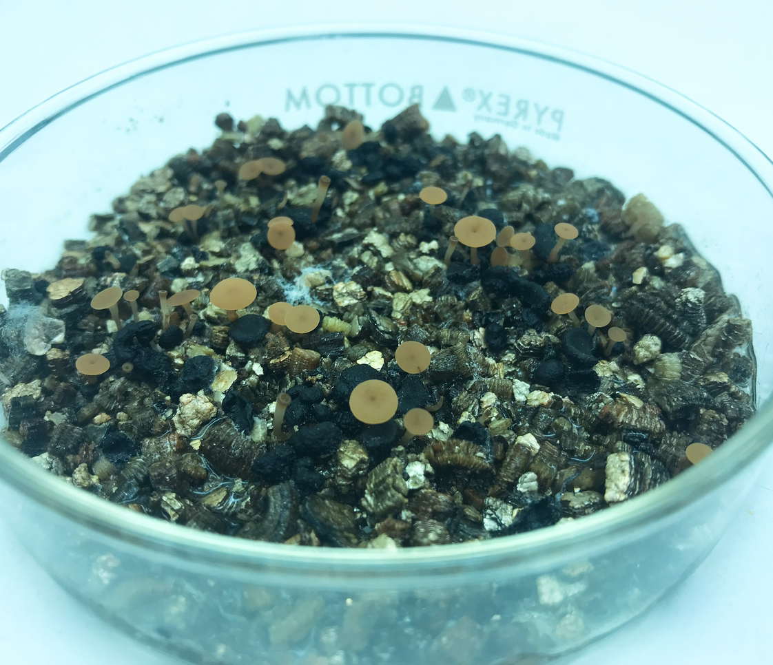 Avatar for Lindsey on Greg, the plant care app