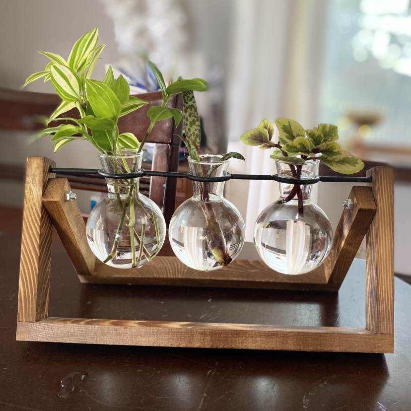 Avatar for @JocundAnise3 on Greg, the plant care app