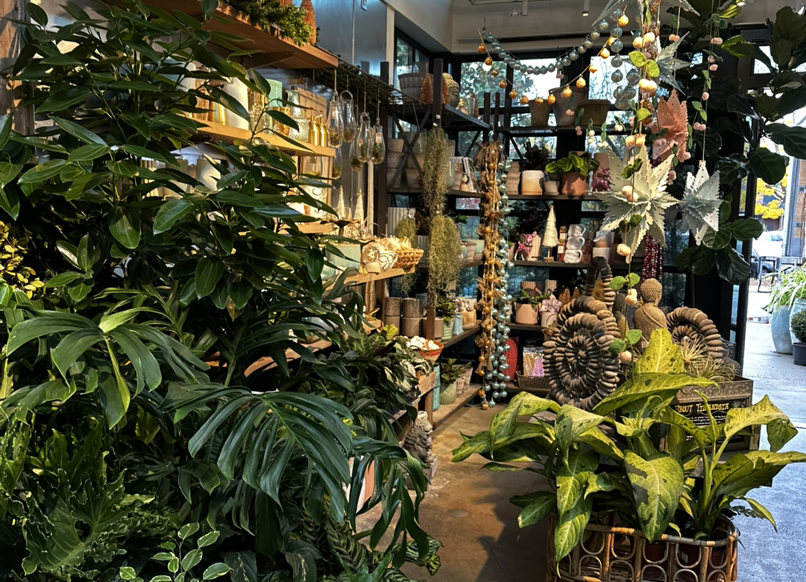 Avatar for @Lindsay23 on Greg, the plant care app