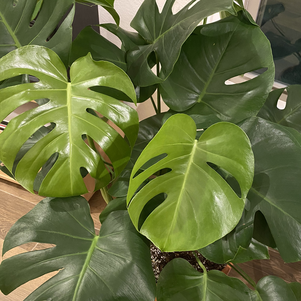 Avatar for Aubrey on Greg, the plant care app