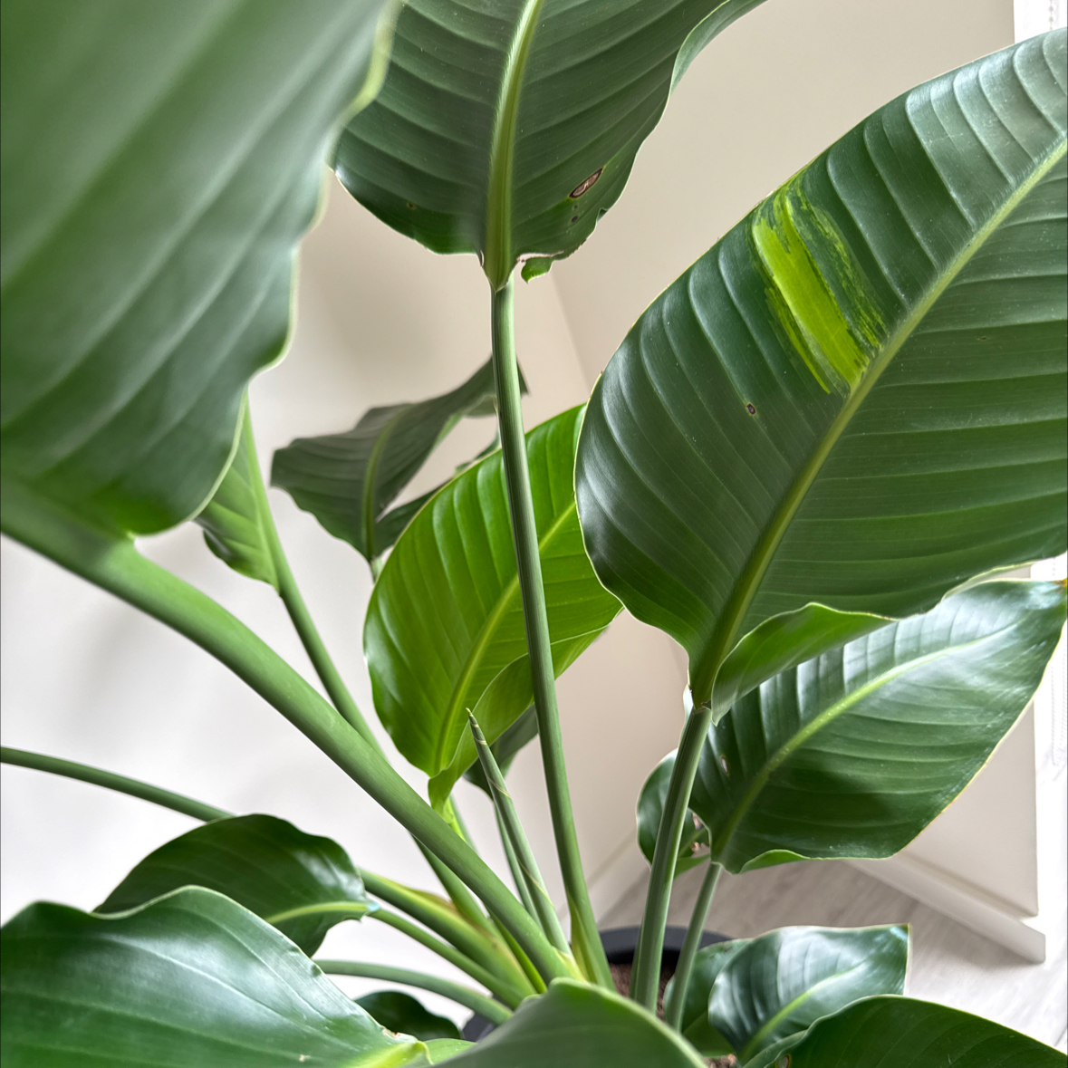 @PlantsBySD