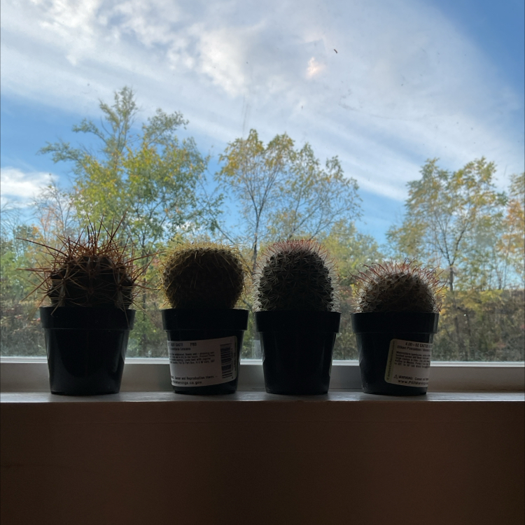 @NewPeyote31