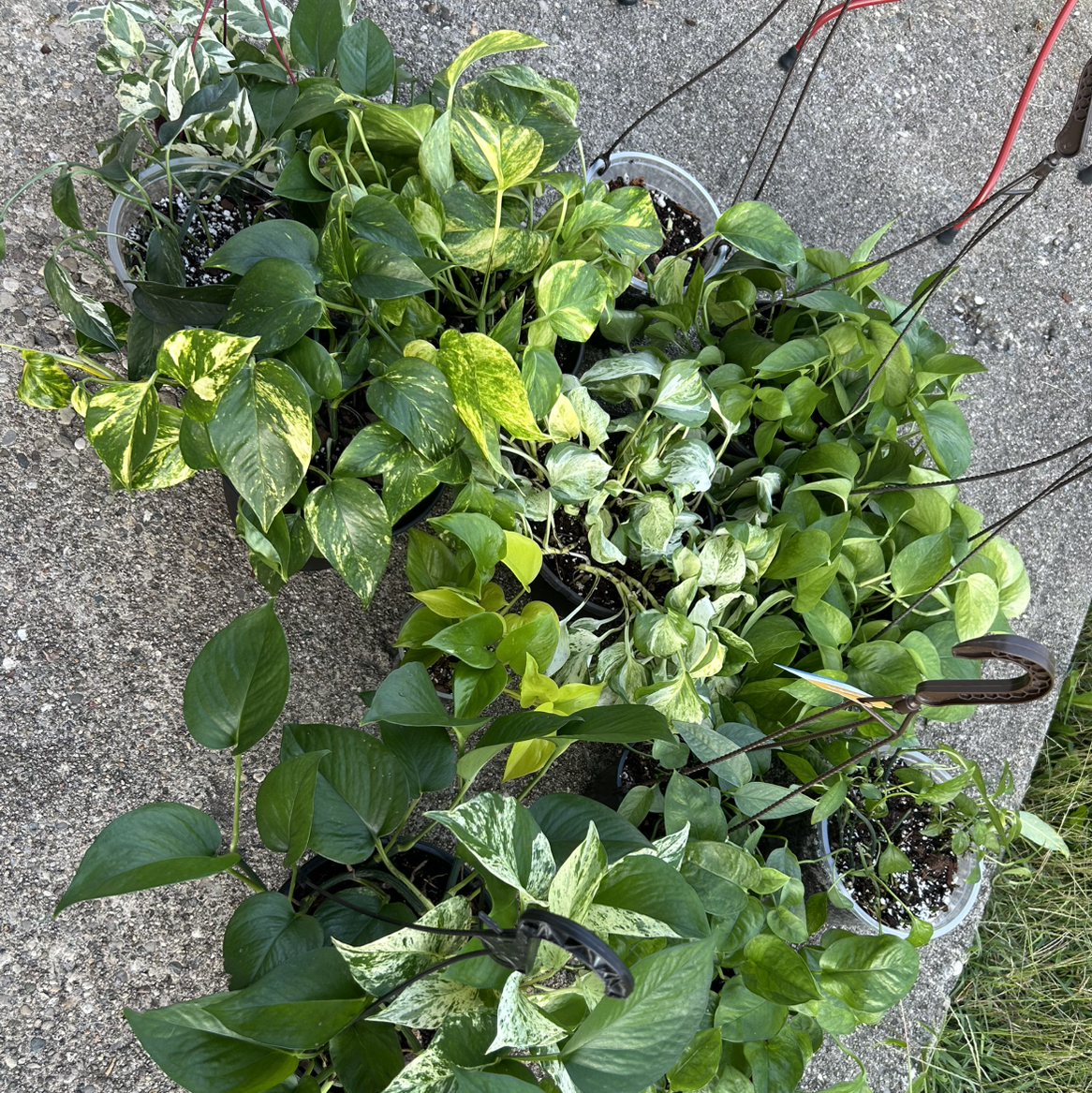 Avatar for @DandySagopalm75 on Greg, the plant care app