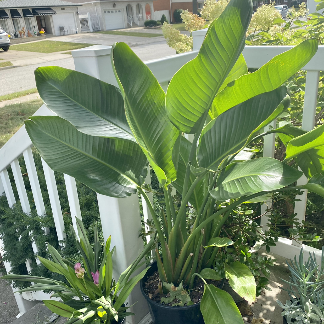 Avatar for @Jody on Greg, the plant care app